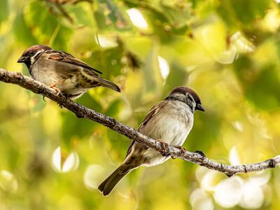 sparrows, birds, pair, branch, tree, leaves, wildlife, nature, bokeh, background, outdoor, wild, feathered, yellow, green, decoration, urban, close-up, animals