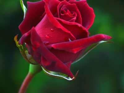 rose, red, flower, romantic, beauty, love, nature, dewdrop, bud, valentine, romance, morning, emotional, lovely, delicate, wedding, spring, fresh, light, art