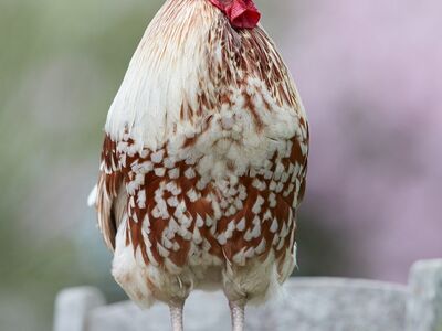 rooster, bird, countryside, spring, feather, table, garden, agriculture, proud, animal, outdoors, spotted, red-yellow, comb, standing, nature, poultry, wattle, feathering, hybrid
