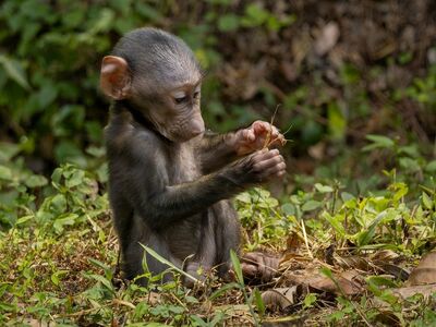 baboon, infant, playing, nature, savannah, monkey baby, savannah infant, cuteness, curiosity, animal, wilderness, monkey infant, green grass, mammal, african primate, young animal, savannah grass, natural environment, young baboon