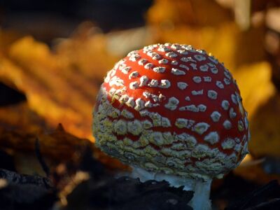 fly agaric, autumn, nature, leaves, red, toxic, mushroom, close-up, forest, natural world, luck, autumn sunlight, yellow, fern, detailed view, decorative, small habitat, quirky, storytelling