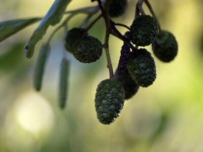 black alder, cone, nature, branch, tree, detail, catkin, green color, macro photography, background blur, natural light, early spring, ecosystem, magnification, seasonal change, moist environment, deciduous trees, bark, preferred habitat, wetlands