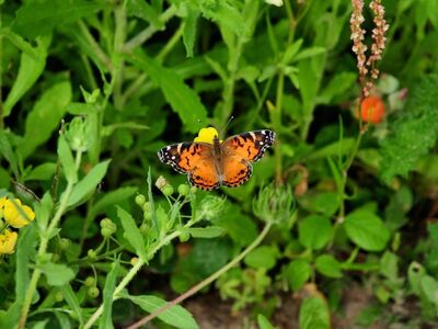 butterfly, nature, insect, pollination, wings, flower, summer, garden, orange, wing pattern, leaves, biotope, macro photography, green, environment, wild, natural world, enjoyment of nature, flora, butterfly garden