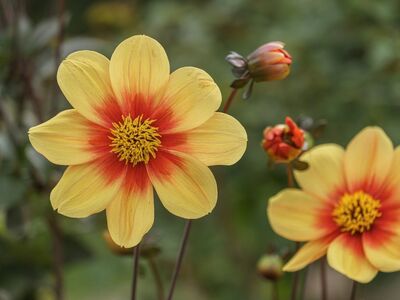 flower, yellow, orange, nature, macro, outdoor, blooming, summer, garden, beauty, fresh, colorful, delicate, nature photography, flowering plant, golden hour, simplicity, symmetry, bokeh