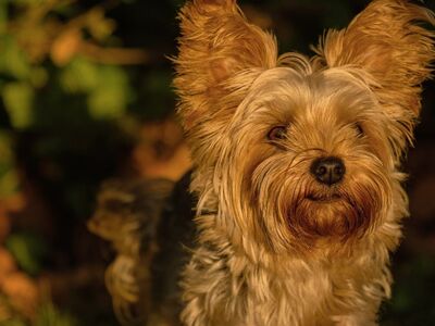 dog, yorkshire terrier, pet, fur, cute, animal, watchdog, adventure, portrait, light fur, outdoors, autumn, handsome, calm, sunset, nature, golden hour, adoration, loyalty, play