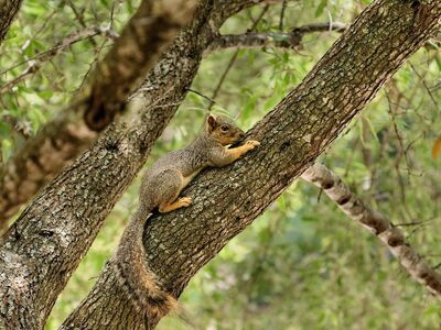 squirrel, nature, animal, rodent, wildlife, mammal, cute, tree, bark, forest, camouflage, natural, ecology, climbing, activity, outdoor, beautiful, forest environment, exploration, green