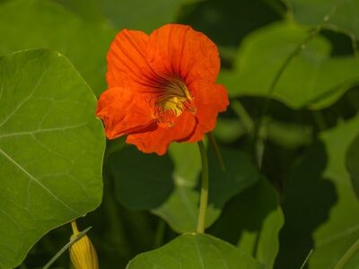 flower, orange, nasturtium, petals, leaf, nature, garden, green, outdoor, summer, sunlight, botany, beauty, stress relief, meditation, fresh, vibrant, cultivation, vegetation, grace