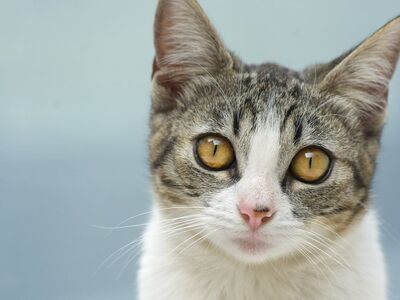 cat, kitten, portrait, animal, pet, whiskers, animal photography, face, feline, cute, close-up, domestic cat, small, soft, bed, nature, domestic, sitting, eye, fluffy, care, darling