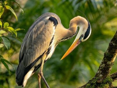 heron, nature, tree, forest, branches, wildlife, light, borneo, indonesian rain forest, animal, habitat, view, feather color, ecosystem, natural habitat, natural beauty, camouflage, fragility, avian species, daylight, photography