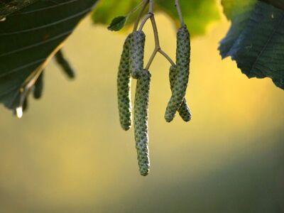 black alder, nature, twig, catkins, leaves, natural lighting, botany, green, contrast, outdoors, season, ecology, autumn, growth, deciduous tree, background, shoot, detail, garden, forest, environment