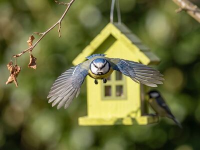 blue tit, bird, nature, bird feeder, garden, flight, wild, yellow, wings, active, seed, outdoors, feathers, eurasian, exterior, observation, fauna, green, branches, fiber