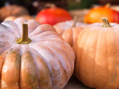 pumpkin, vegetable, autumn, halloween, harvest, nature, october, orange, food, seasonal, agriculture, organic, fresh, traditional, biological, farmers market, apothecary, velvet, red, color, village, plant
