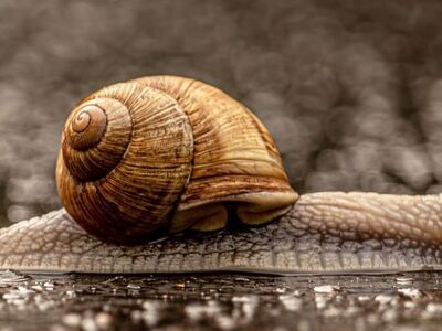 snail, roman snail, helix pomatia, slow, macro, wet, rain, mollusk, spiral, asphalt, wildlife, nature, surface, animal, slippery, natural background, macro photography, wild animal, snail slime, focus, soft depth of field