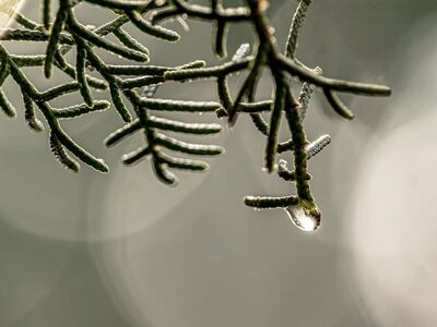 twig, droplet, cypress, macro, sunset, water drop, winter, morning, forest, reflection, outdoor, background, details, bokeh, natural, green, flora, beauty, nature, needle