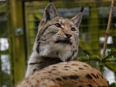 lynx, predator, animal, pet, feline, mammal, cat, carnivore, wild, fur, ears, eyes, nature, zoo, character, tail, hunting, north, hairy, camouflage, beauty, branch