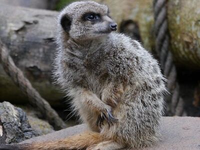 meerkat, furry animal, zoo, standing meerkat, pose, observation, mammal, meditative, natural environment, gray fur, petting animal, mobile photography, log, crawling, day, nature, wild, forest environment, solitary, dry branch