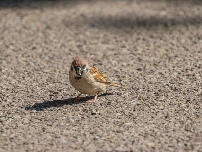 sparrow, animal, bird, wildlife, ornithology, beak, feathers, plumage, perched, avian, fauna, species, passerine, birdwatching, sidewalk