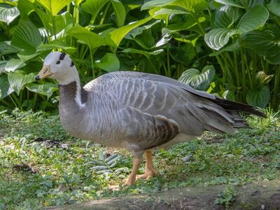bar-headed goose, ornithology, nature, wildlife, feathers, waterfowl, beak, animal, fauna, avian, birdwatching, gray, green leaves, botanical garden, tranquility, stroll, park, bird migration, echinoderms, natural habitat