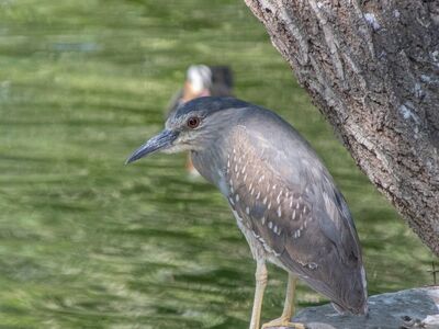 night heron, bird, wildlife, ornithology, water, feathers, birdwatching, perch, beak, outdoors, fauna, nature, trunk, natural habitat, species, ecology, wildness, biodiversity, wilderness