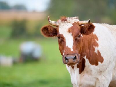 cow, farm, rural, nature, cattle, plants, pasture, animal, breeding, dairy, domesticated, field, tranquility, grazing, horns, brown, white, mammal, agriculture, livestock, full of herds