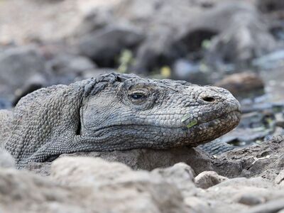 komodo dragon, species, monitor lizard, indonesia, wildlife, endangered species, predator, komodo national park, nature, reptile, flores, protection, ecosystem, threatened, habitat, wild, lizard, risk, exotic, unique