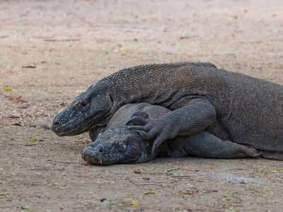 komodo dragon, rinca island, komodo national park, indonesia, giant lizard, monitor lizard, wild animal, two komodo dragons, endangered species, flores indonesia, predator, protected species, rare wildlife, exotic animal, wildlife photography, reptile, indonesian wildlife, ecosystem