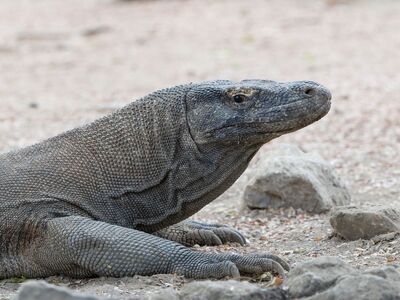 komodo dragon, rinca island, komodo national park, indonesia, endemic, wild animals, protected species, largest lizard, nature photography, east nusa tenggara, large reptile, predator lizard, monitor lizard, fauna, nature reserve, protected area, reptile, big lizard, island, indonesian fauna
