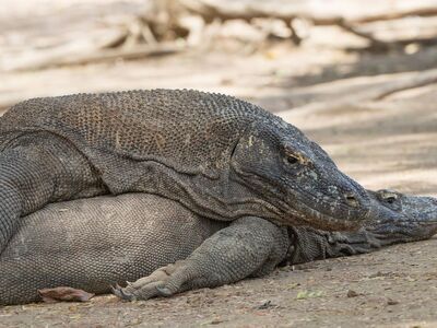 komodo dragon, rinca island, komodo national park, monitor lizard, wildlife, indonesia, largest lizard, protected species, exotic animal, endangered species, flores, giant lizard, predator, natural habitat, reptile, indonesian fauna, environment, observation