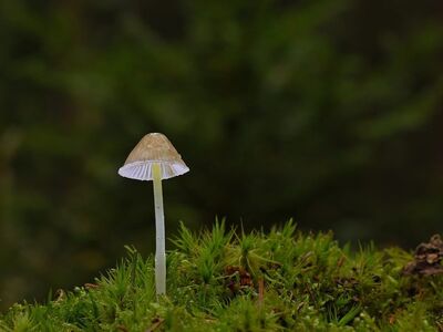 mushroom, moss, forest, autumn, forest floor, closeup, mycology, nature, ecosystem, helmling, biotope, root, gills, subtropical, flora, insight, hat, origin