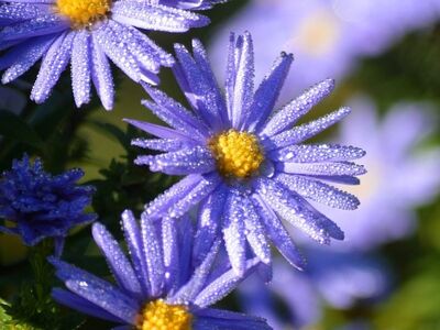 asters, dew drops, insect, nature, flowers, close-up, autumn flower, perennial, blooming, cool, garden, water droplets, purple, cool dew, variety, centered, autumn, bright, flowering plant, garden plant