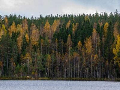 forest, autumn, lake, birch trees, nature, water, colorful, finland, trees, outdoors, woods, hiking, golden, sky, panorama, autumn leaves, pine trees, peace, yellow, natural scenery