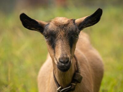 goat, animal, mammal, cute, nature, grass, neck, gaze, farming, beauty, countryside, charming, curved, straps, outdoor, domesticated