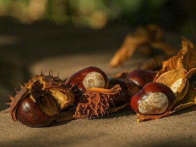 chestnuts, autumn, leaves, nature, sun, ripe, surface, natural light, brown, autumn fruits, outdoors, decay, gloss, natural environment, seasonal, shell, dried leaves, fallen leaves, naturally lit, harvest