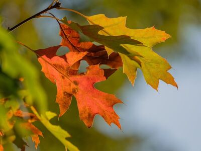 autumn, leaves, colorful, nature, green, orange, twig, vibrant, bark, sunshine, seasonal, natural, red, warm, natural beauty, outdoors, peaceful, beauty, falling leaves, tranquility, beautiful scenery