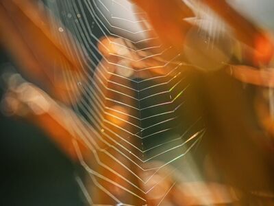 cobweb, nature, macro, spider, sunlight, autumn, bokeh, detail, abstract, texture, blur, natural beauty, natural habitat, beautiful, nature's wonder, golden, autumn motifs, fine lines, outdoor, soft effect