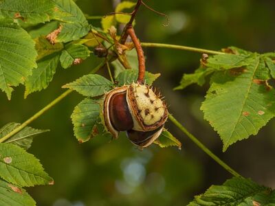 chestnut, tree, leaves, nature, branch, autumn, ripe, natural scene, green, sharp, thorn, natural beauty, garden, juvenile, forest fruit, landscape, husk, green leaves, macro photography