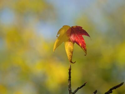 foliage, autumn, single leaf, yellow, red, blurred background, branch, macro, nature, outdoors, landscape, autumn leaves, natural detail, rainy season, leaf texture, sense of calm, morning sun, contrast, vibrant color, beauty, seasonal change