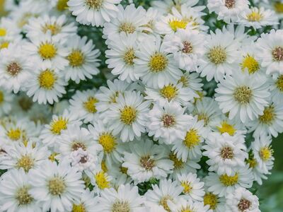 flowers, chrysanthemums, white blossoms, garden, fresh flowers, blooming, green leaves, seasonal, nature, pure white, outdoor decoration, cultivation, beauty, detail, ornamental plant, romantic, dome of flowers, flowering plant, warmth, fragility