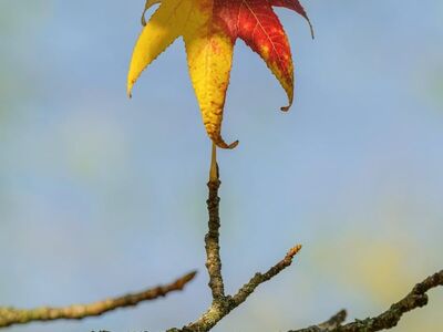 leaf, autumn, nature, twig, red, yellow, blue sky, color transition, macro, focus, horizontal, outdoors, clear, serene, pastel colors, simple, lonely, balance, nature motif, fragility