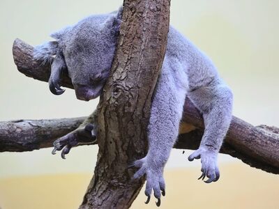 koala, tree, sleeping, claws, bear, rest, mammal, animal, zoo, branches, gray, australia, nature, nap, wild, care, cute, relax, fur, slow, cozy