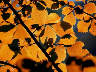 autumn, leaves, autumn colors, 4k wallpaper 1920x1080, nature, hd wallpaper, full hd wallpaper, leaf structure, cool backgrounds, backlight, laptop wallpaper, framed, golden, mac wallpaper, free background, wallpaper 4k, desktop backgrounds, orange, wallpaper hd, beautiful wallpaper, seasonal, tree leaves, windows wallpaper, vibrance, 4k wallpaper, outdoors, natural beauty, free wallpaper, background, brown, colorful, glow, texture, art