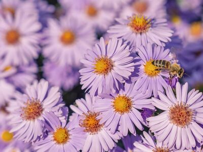 asters, beautiful flowers, bee, flowers, petals, purple, yellow center, flower background, close-up, nature, pollinator, beautiful, bloom, insect, sweet, outdoor, garden, light, flower wallpaper, autumn, beekeeping, ecology, pink