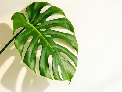 monstera, leaf, green, nature, houseplant, modern, decoration, botany, modern interior, green plant, leaf texture, shadow, natural decoration, indoor, natural motif, indoor garden, exotic plant, plant cultivation