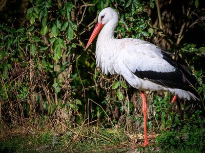 stork, nature, bird, feathers, ornithology, beak, wings, birdwatching, fauna, white stork, natural surroundings, daylight, garden, wildlife, green leaves, animal kingdom, open nature, beautiful, one leg