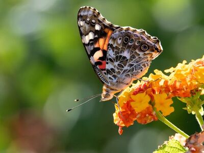 butterfly, lantana, flower, wing, insect, bloom, painted lady, flower background, pollinate, orange, green background, beautiful flowers, macro photography, spring, flower wallpaper, nature, details, insect pollinator, beautiful, colorful, light, outdoor