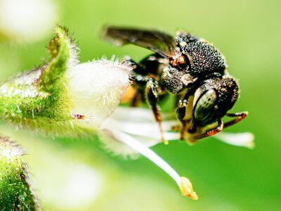 bee, flower, flower background, pollen, nectar, beekeeping, entomology, nature, macro, insect, wings, pollination, animal, close-up, winged, yellow, beautiful flowers, bloom, wing, green, macro photography, flower wallpaper, detail