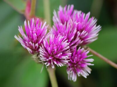 gomphrena globosa, frothy blossoms, nature, macro, flower, pink, nature photography, blooming, botany, horticulture, detail, summer, green leaves, outdoors, agriculture, colorful flowers, fresh, green background, delicate flowers, flowering plant