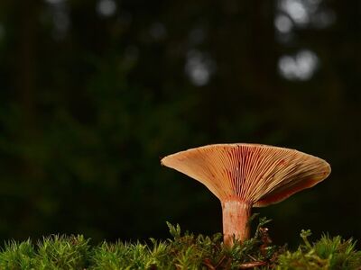 mushroom, moss, forest, autumn, nature, gills, close-up, plant, forest floor, brown, ecology, symbiosis, forest mushroom, mycology, nourishment, climate change, spongy, soil, biodiversity
