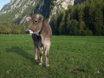 cow, alps, austria, pasture, mountain, meadow, bell, forest, nature, agriculture, grazing, green, tranquility, rural, peace, climatic, summer, clear