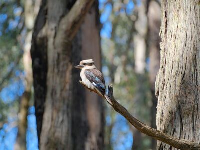 kookaburra, laughing, wildlife, nature, bird, animal, feathers, plumage, avian, australian, beak, tree, birdwatching, branch, perched, natural habitat, forest, ecosystem, wild, nature observation, animal behavior